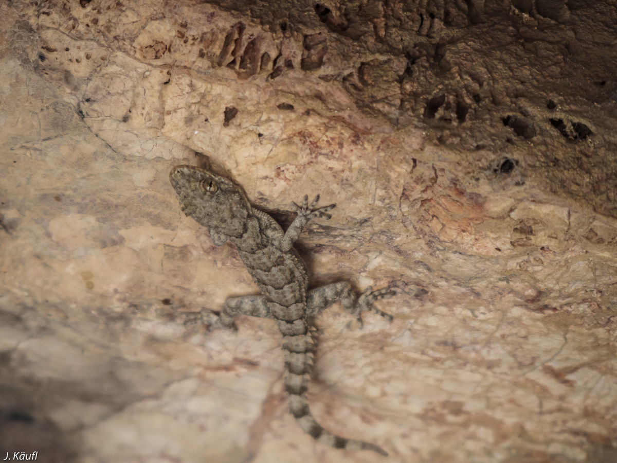 There was a lizard inside the cave. And no, that pic is not upside down, the lizard looked down on me from the ceiling.